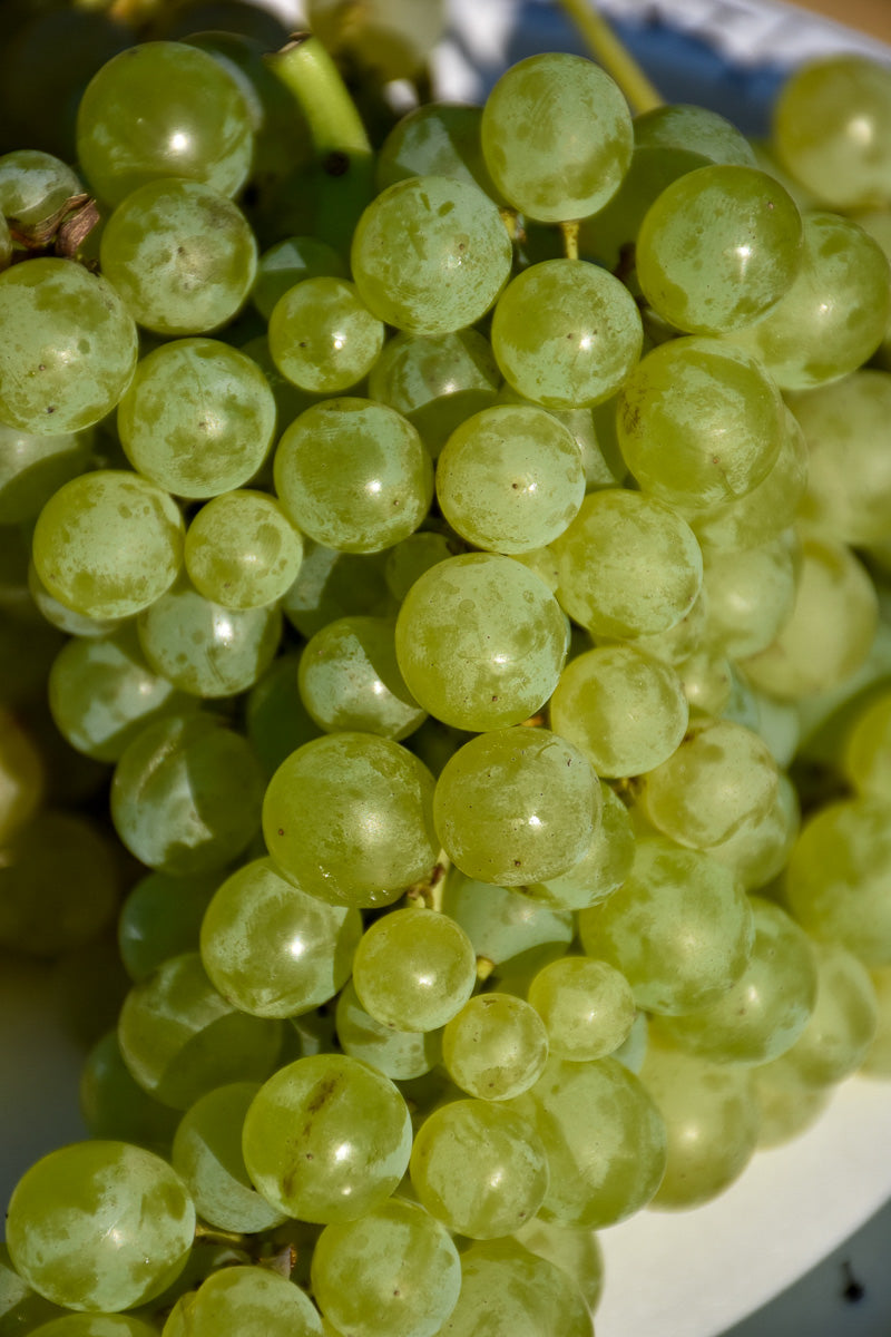 Fruit, Grape Himrod Wht Sdlss