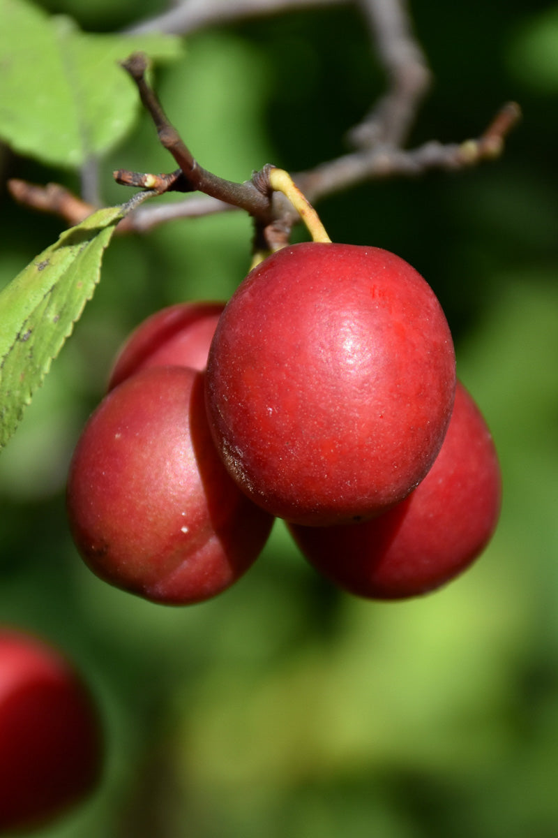 Fruit, Plum Toka