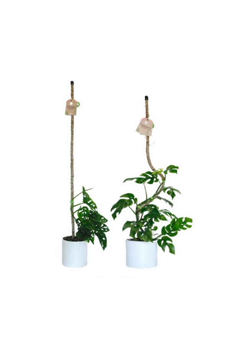 Mossify Bendable Coir Pole 30"