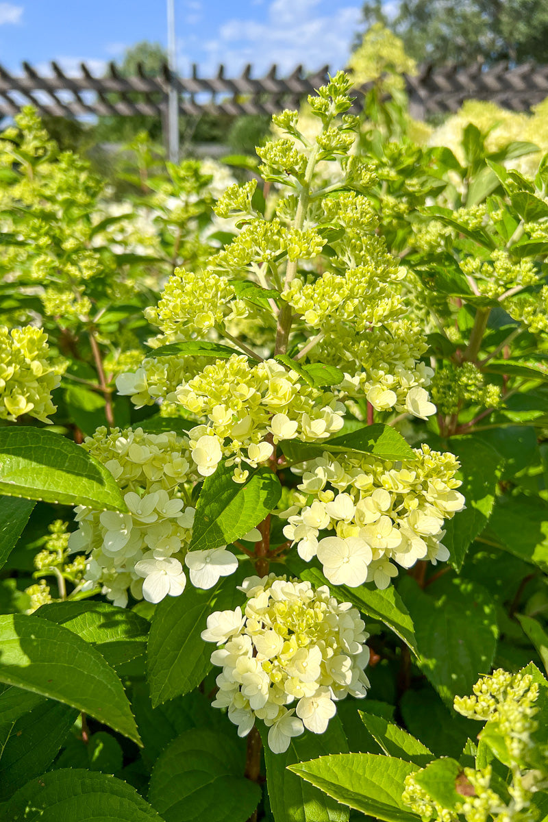 Hydrangea, Panicle Moonrock