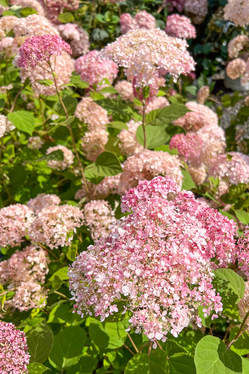 Hydrangea, Pinkerella