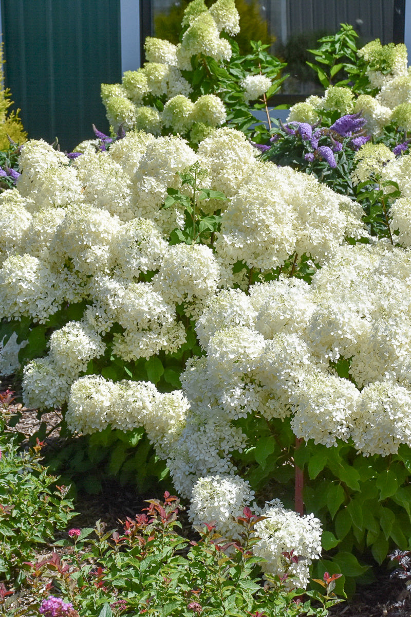 Hydrangea, Puffer Fish