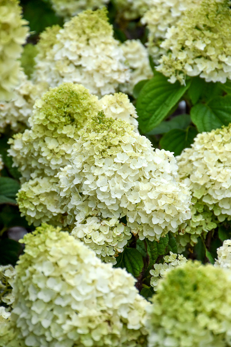 Hydrangea, Panicle Little Hottie