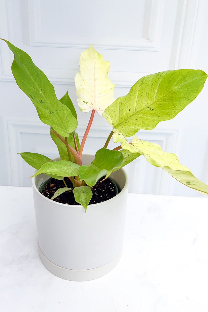 Philodendron, Variegated Snowdrift 6"