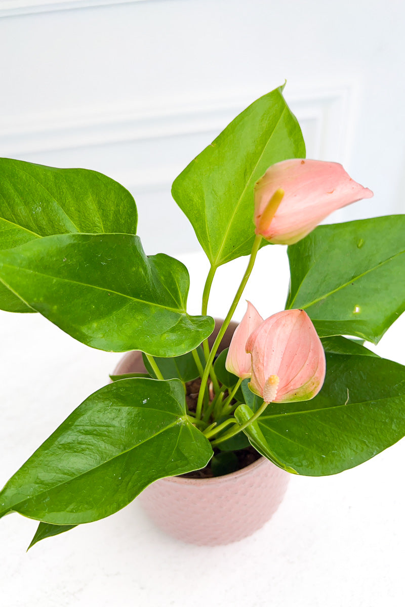 Anthurium, Species Pink 4"