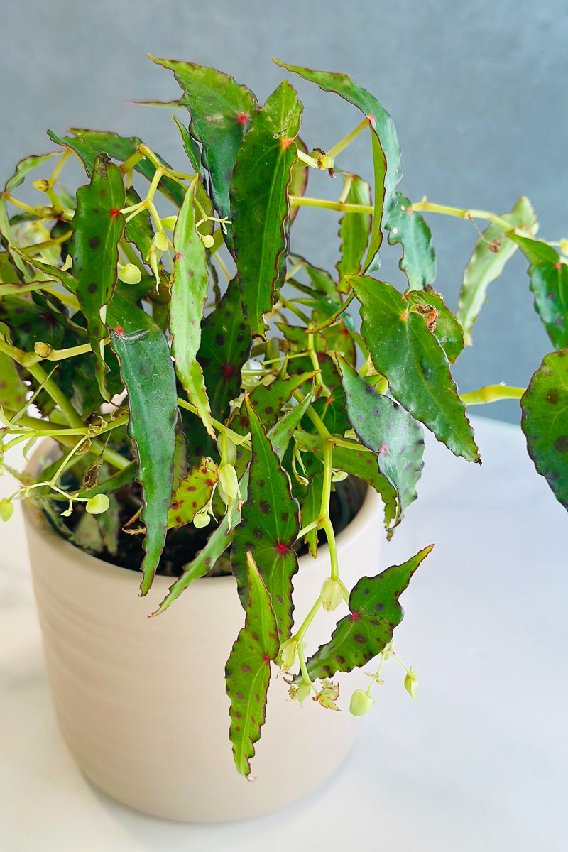 Begonia, Amphioxus 4"