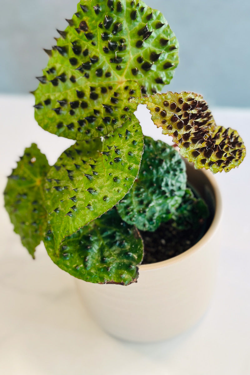 Begonia, Ferox 4"