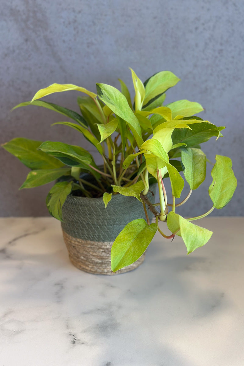 Philodendron, Thai Sunrise 6"