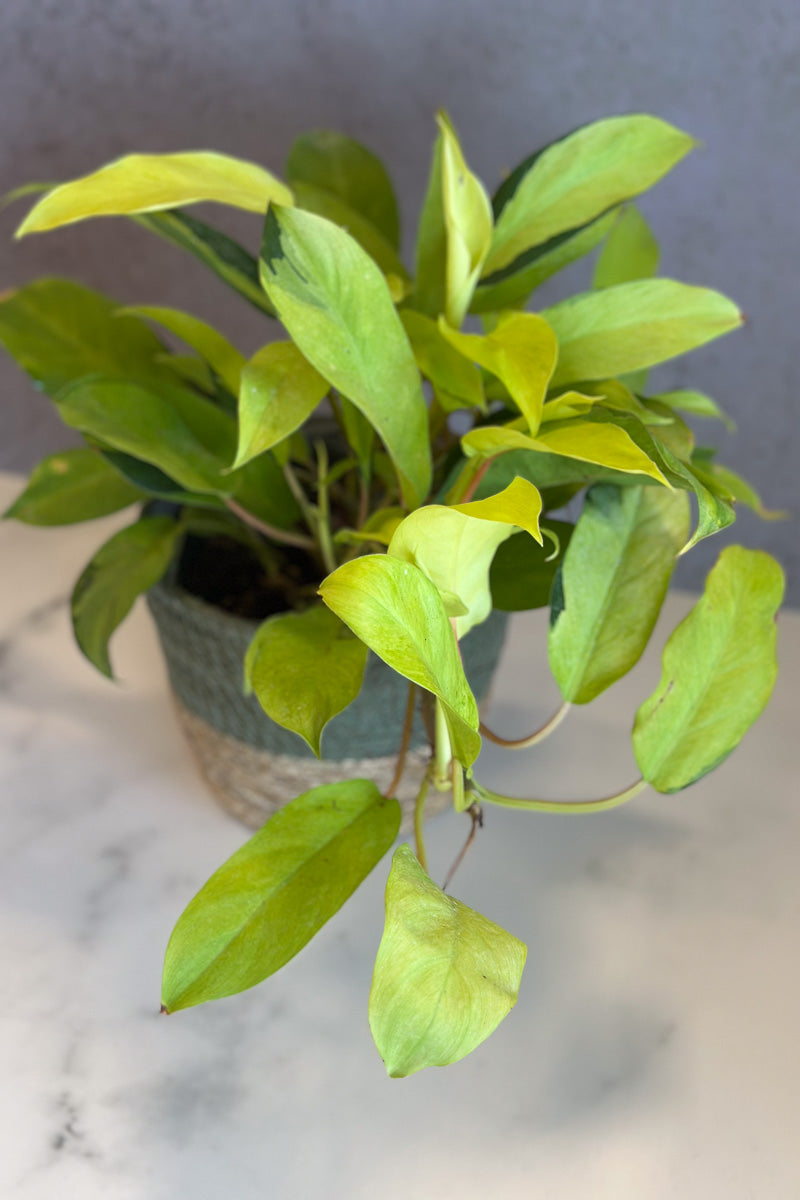 Philodendron, Thai Sunrise 6"