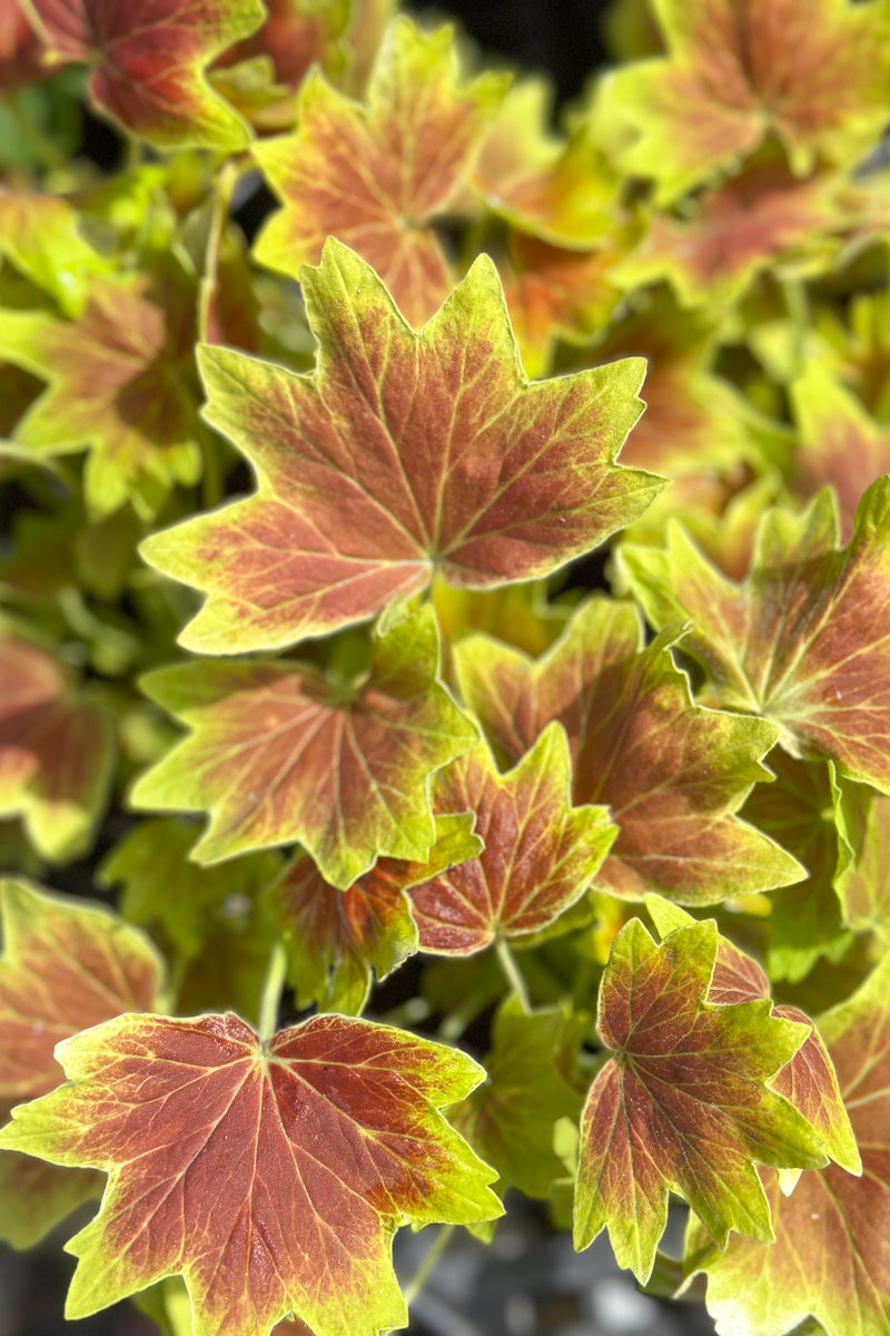 Geranium, Vancouver Centennial 4"