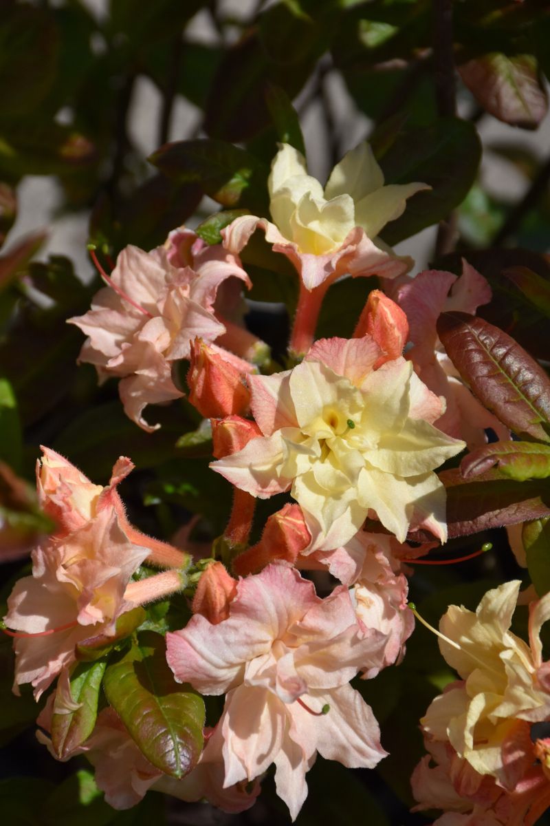 Azalea, Cannon's Double