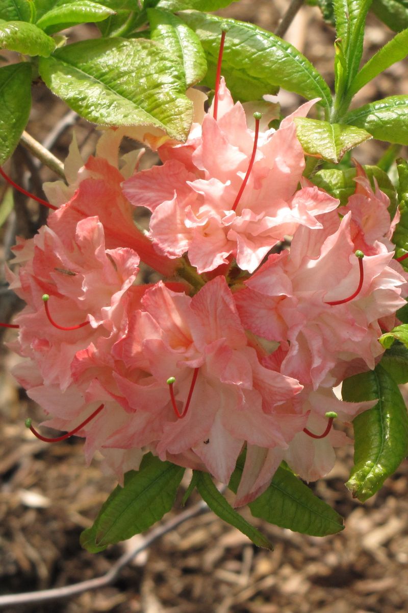 Azalea, Cannon's Double