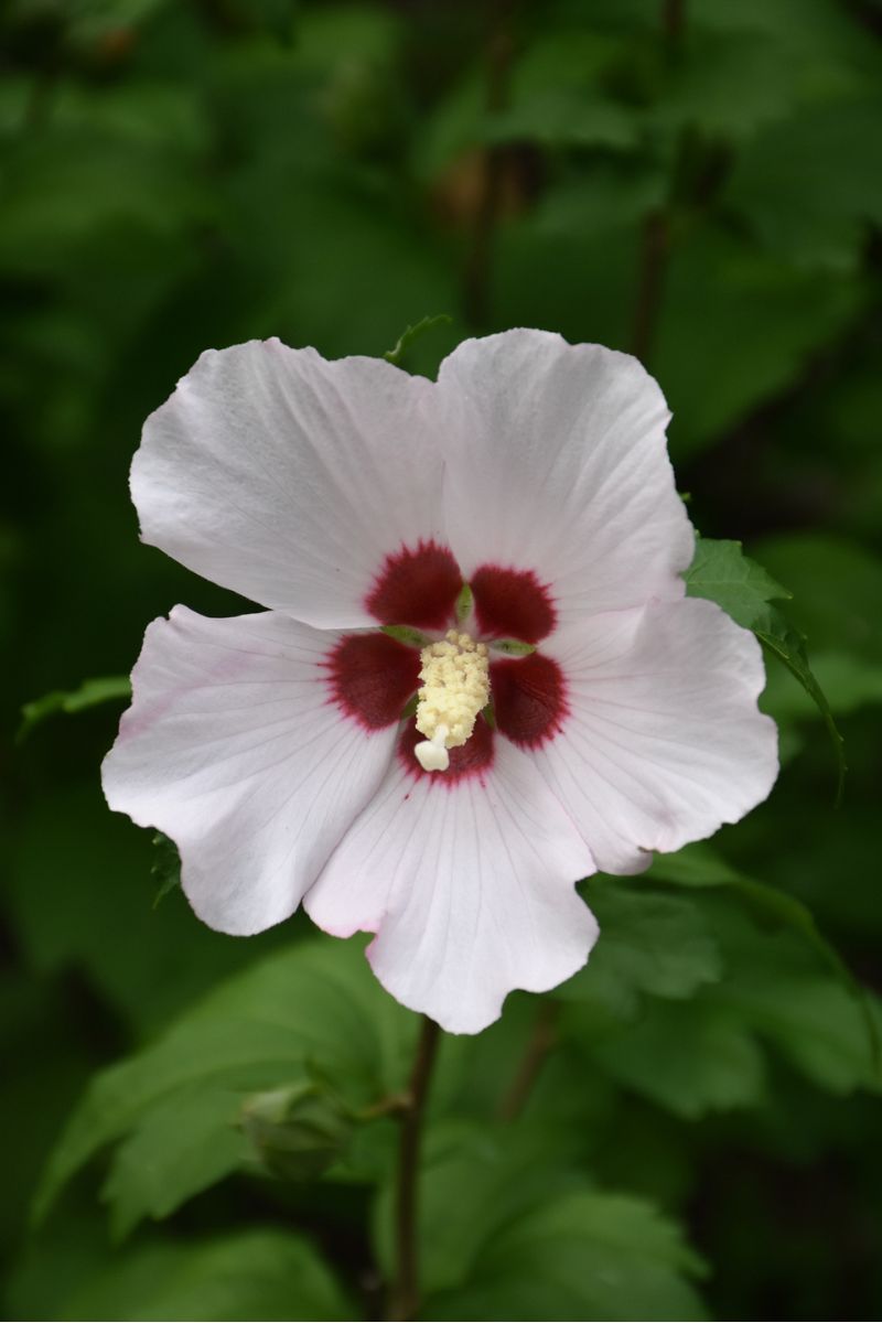 Rose Of Sharon,  Blush Satin
