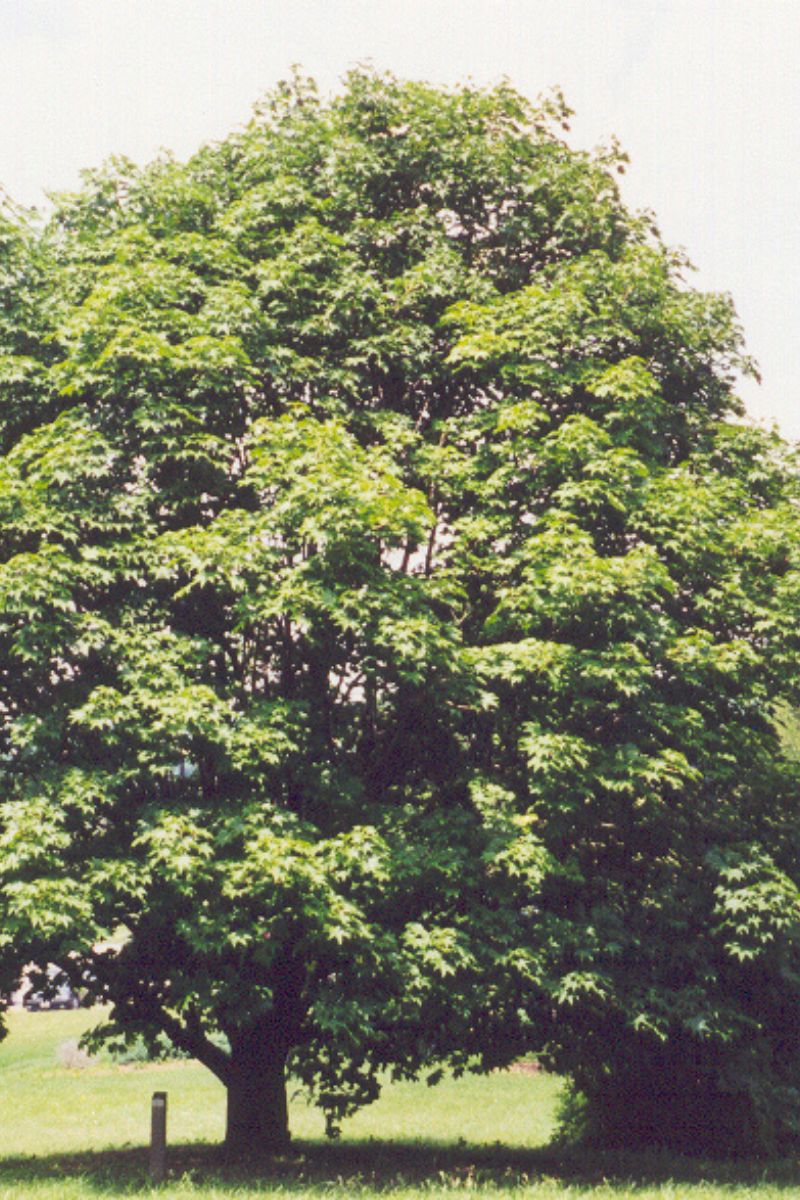Aralia, Castor