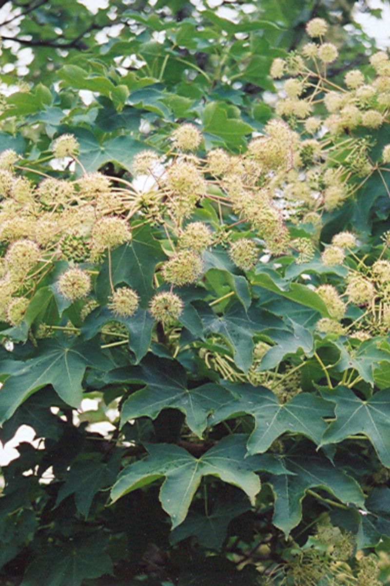 Aralia, Castor
