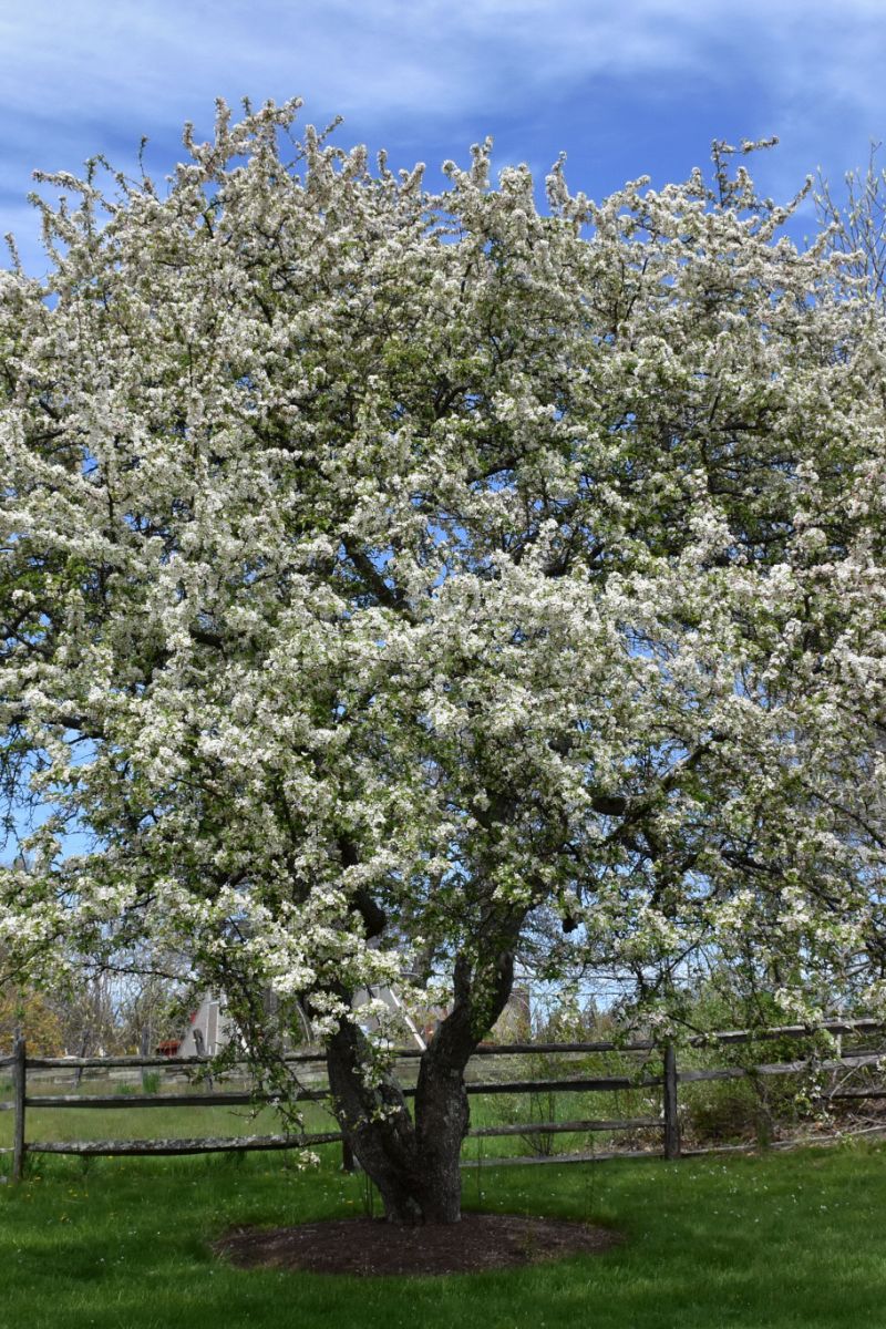 Crabapple, Snow Drift