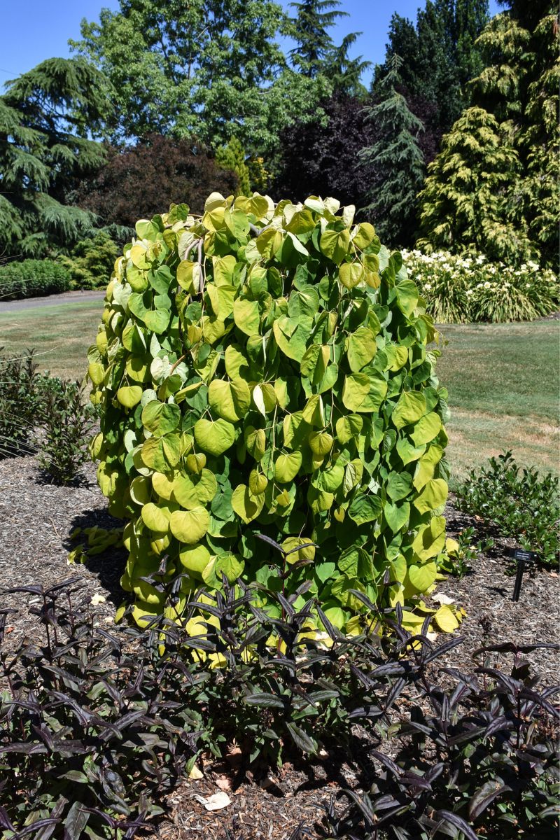 Cercis Canadensis Golden Falls