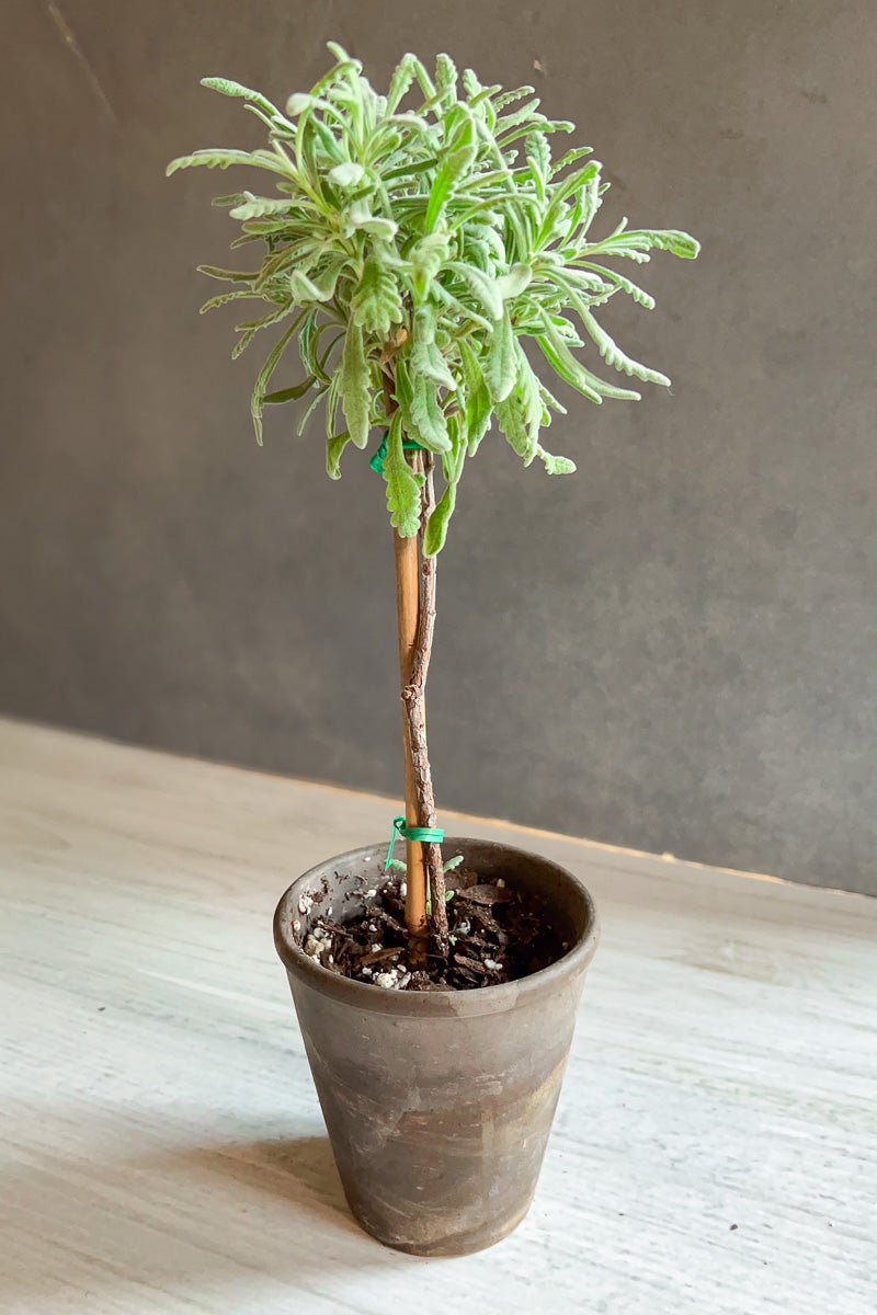 Lavender, Topiary Goodwin Creek 4" Grey Clay Pot