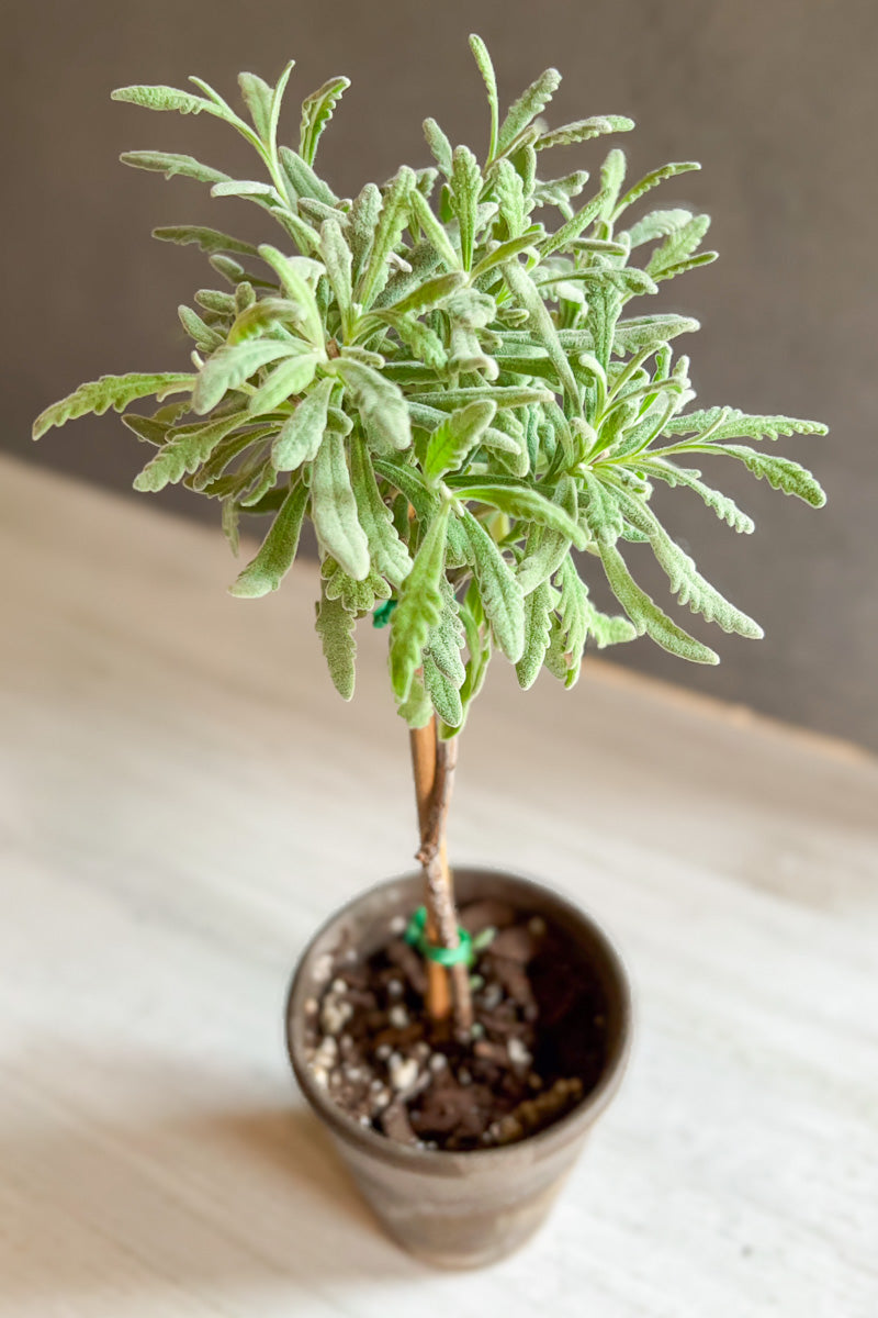 Lavender, Topiary Goodwin Creek 4" Grey Clay Pot