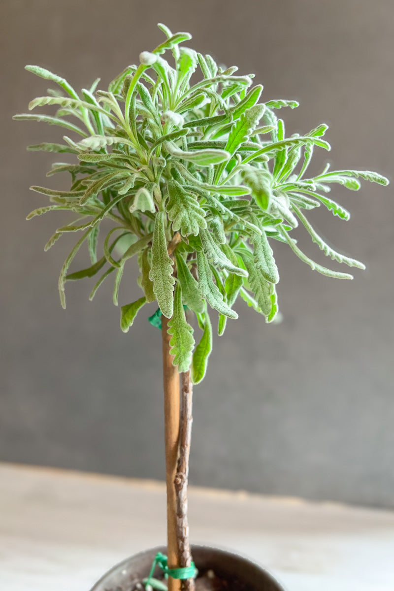 Lavender, Topiary Goodwin Creek 4" Grey Clay Pot
