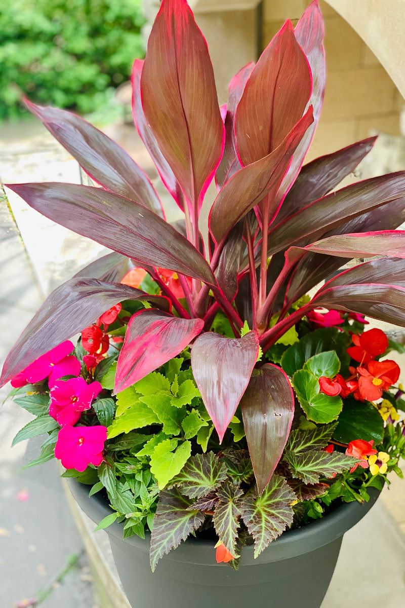 Chaletnurserys Signature | Outdoor | Summer Boho Shade