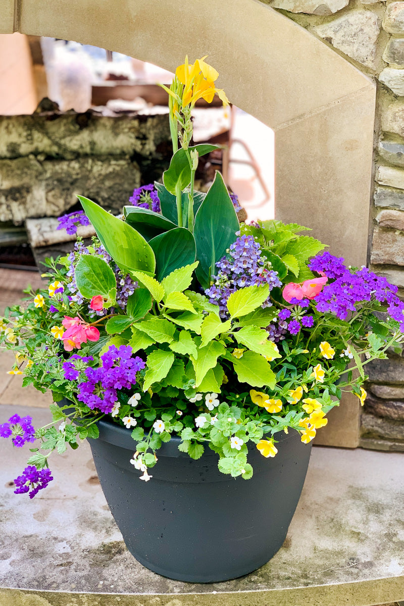 Chaletnurserys Signature | Outdoor | Summer Classic & Fresh Sun