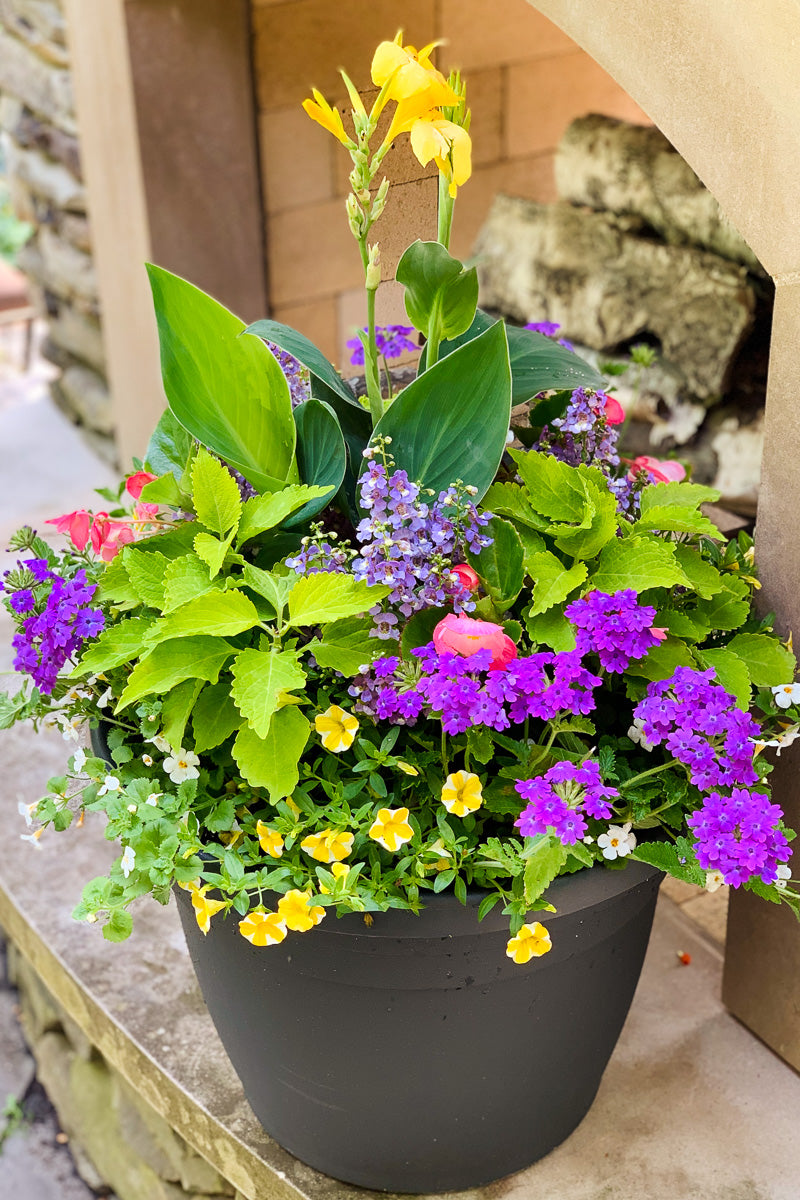 Chaletnurserys Signature | Outdoor | Summer Classic & Fresh Sun
