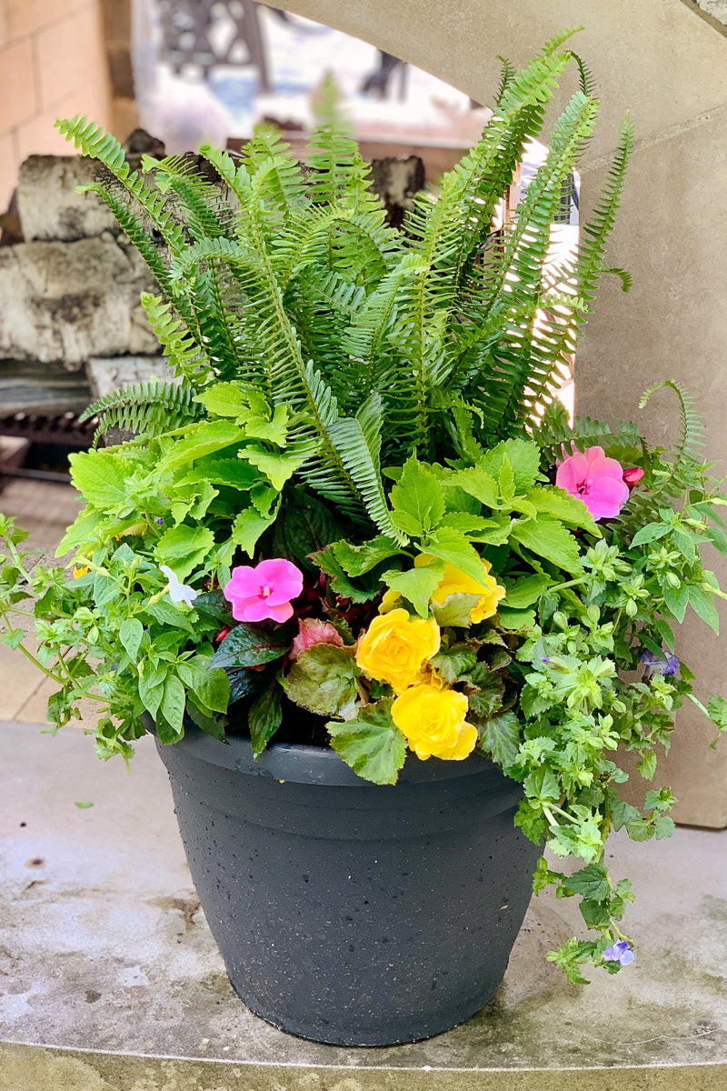 Chaletnurserys Signature | Outdoor | Summer Classic & Fresh Shade