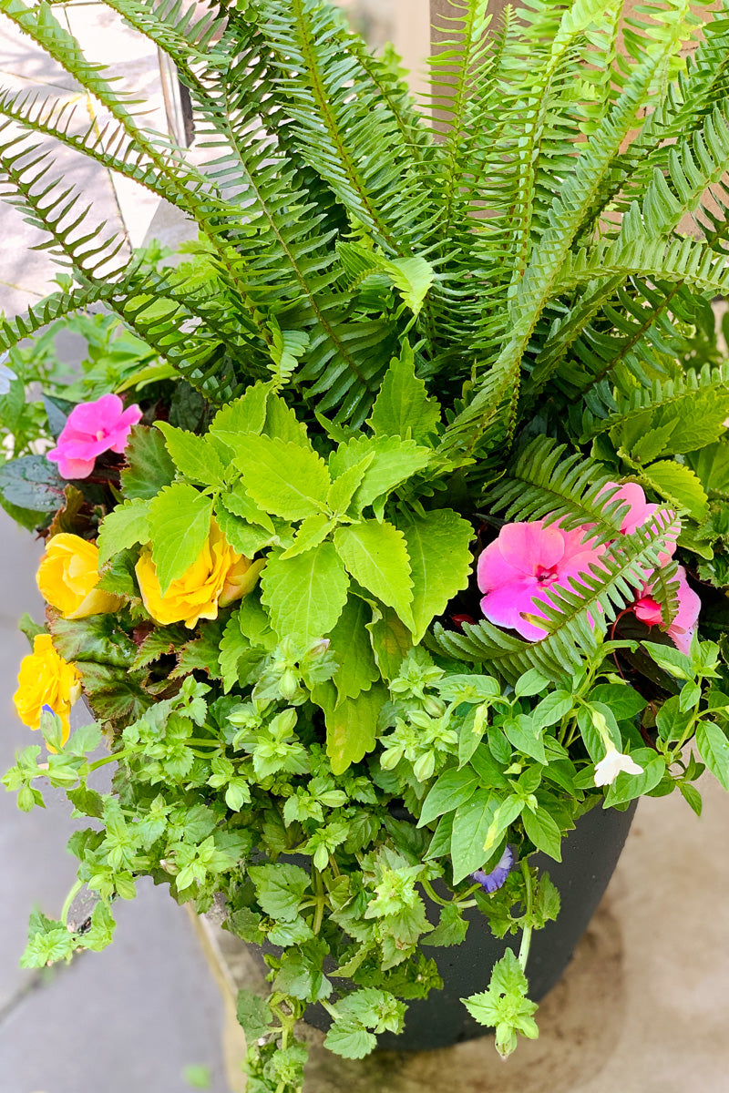Chaletnurserys Signature | Outdoor | Summer Classic & Fresh Shade