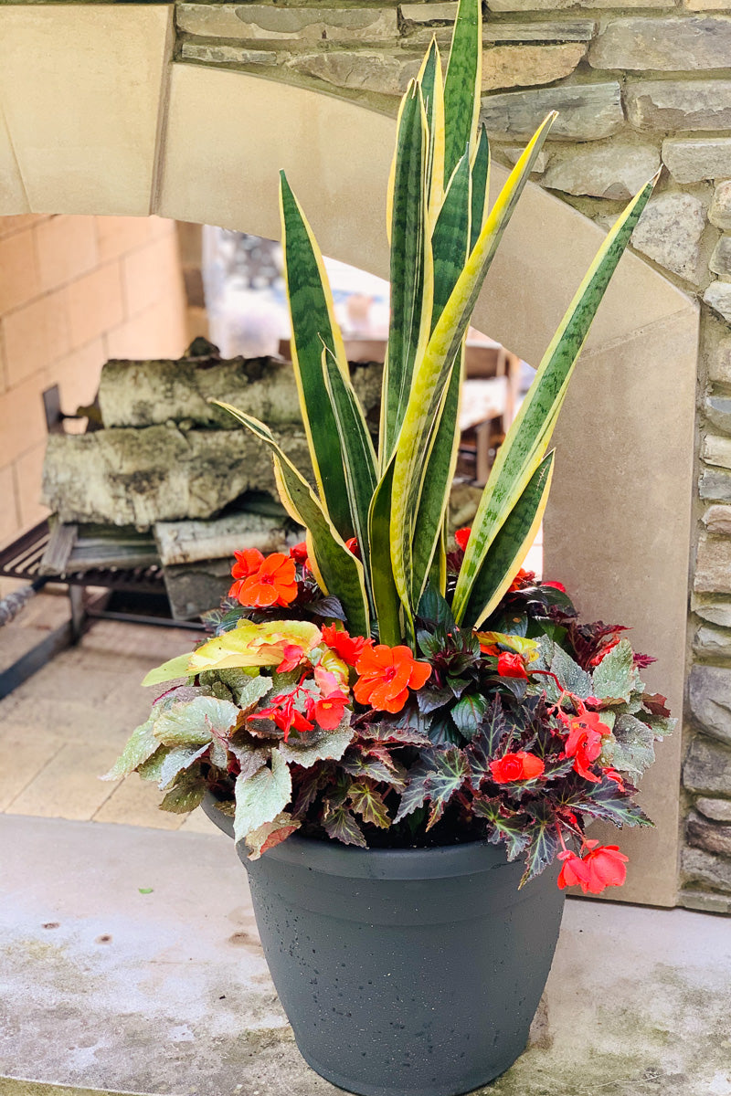 Chaletnurserys Signature | Outdoor | Summer Modern Shade