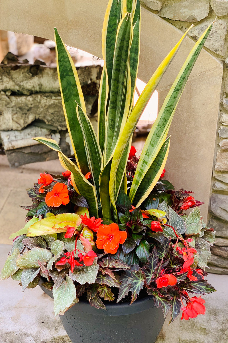 Chaletnurserys Signature | Outdoor | Summer Modern Shade
