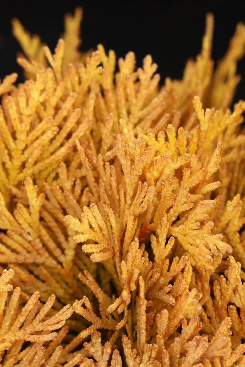 Arborvitae, Amber Glow (Jantar)