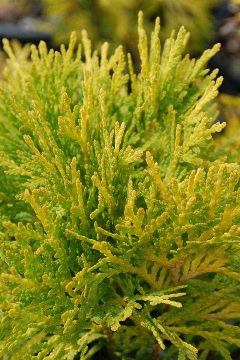 Arborvitae, Amber Glow (Jantar)