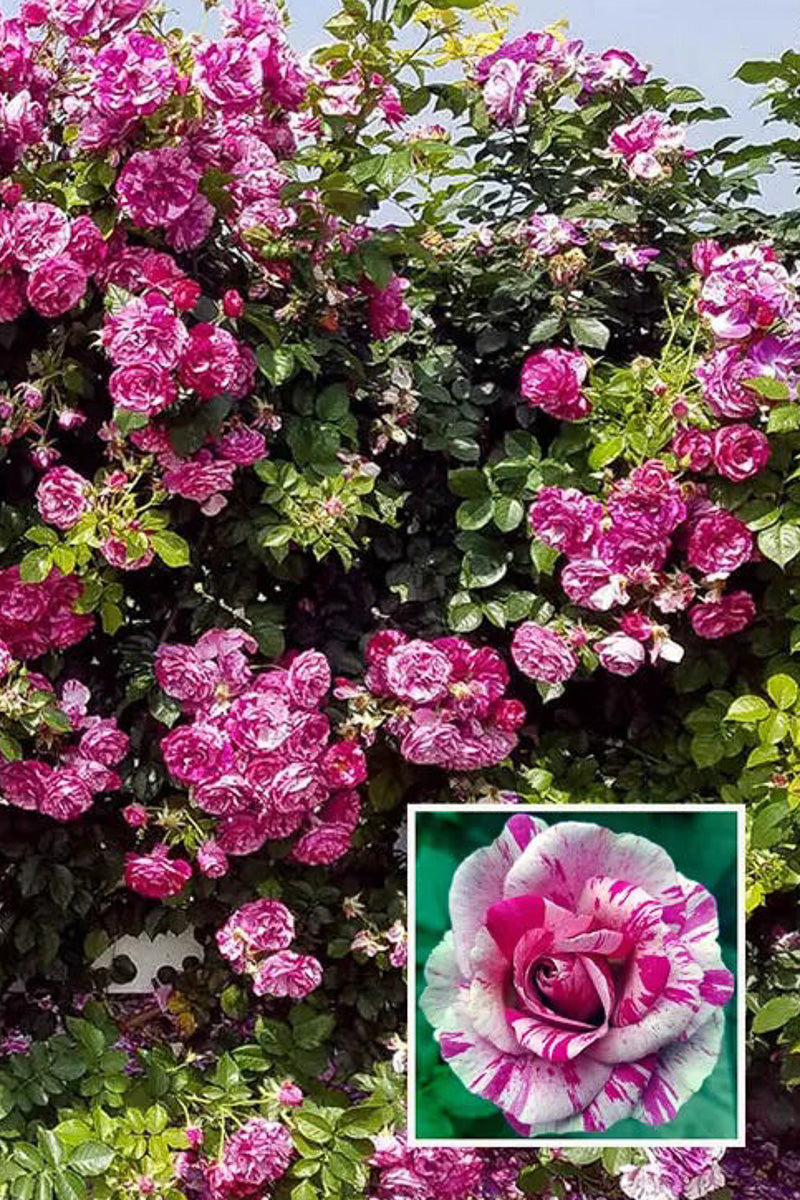 Rose, Fly So High