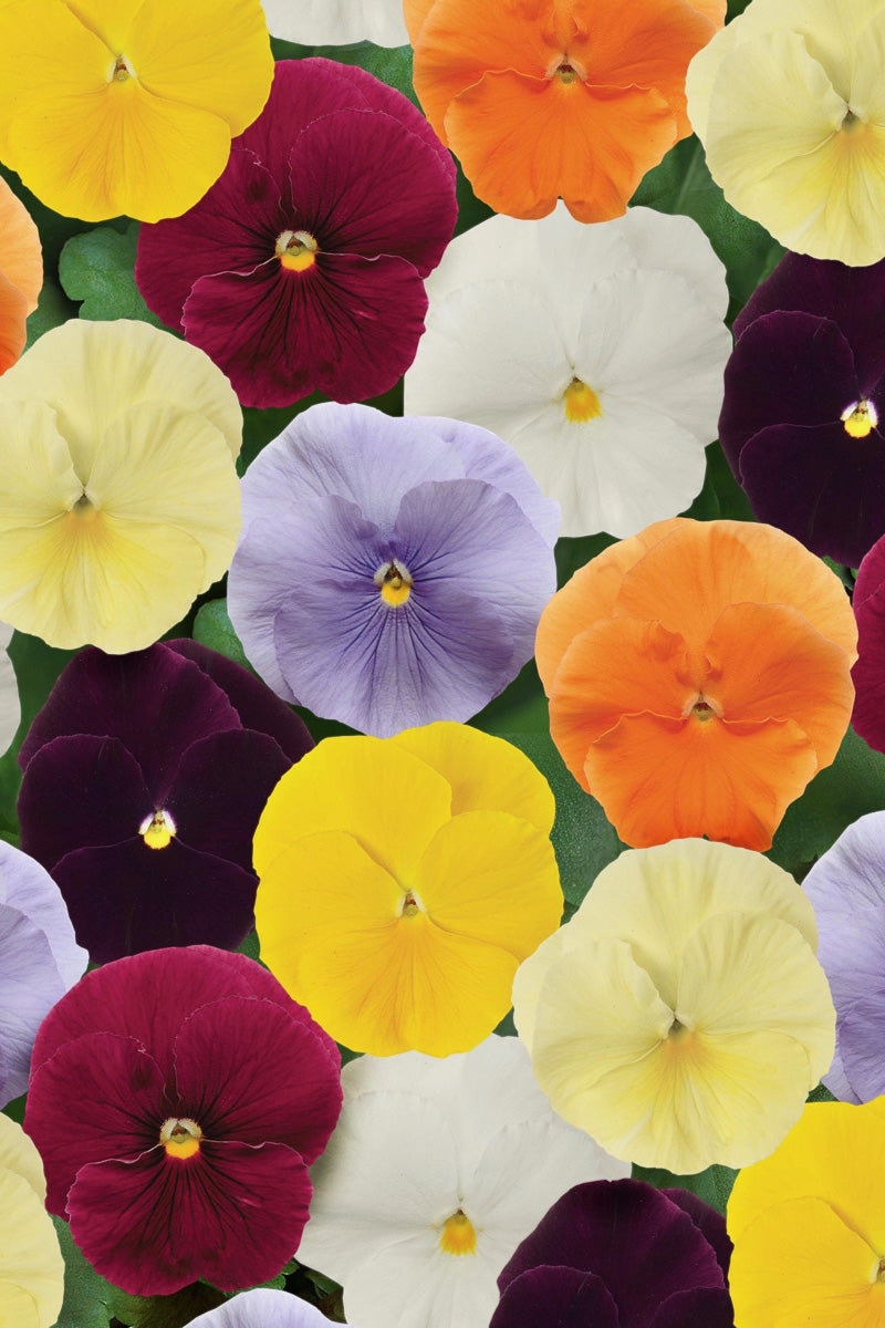 Pansy, Matrix Clear Mix