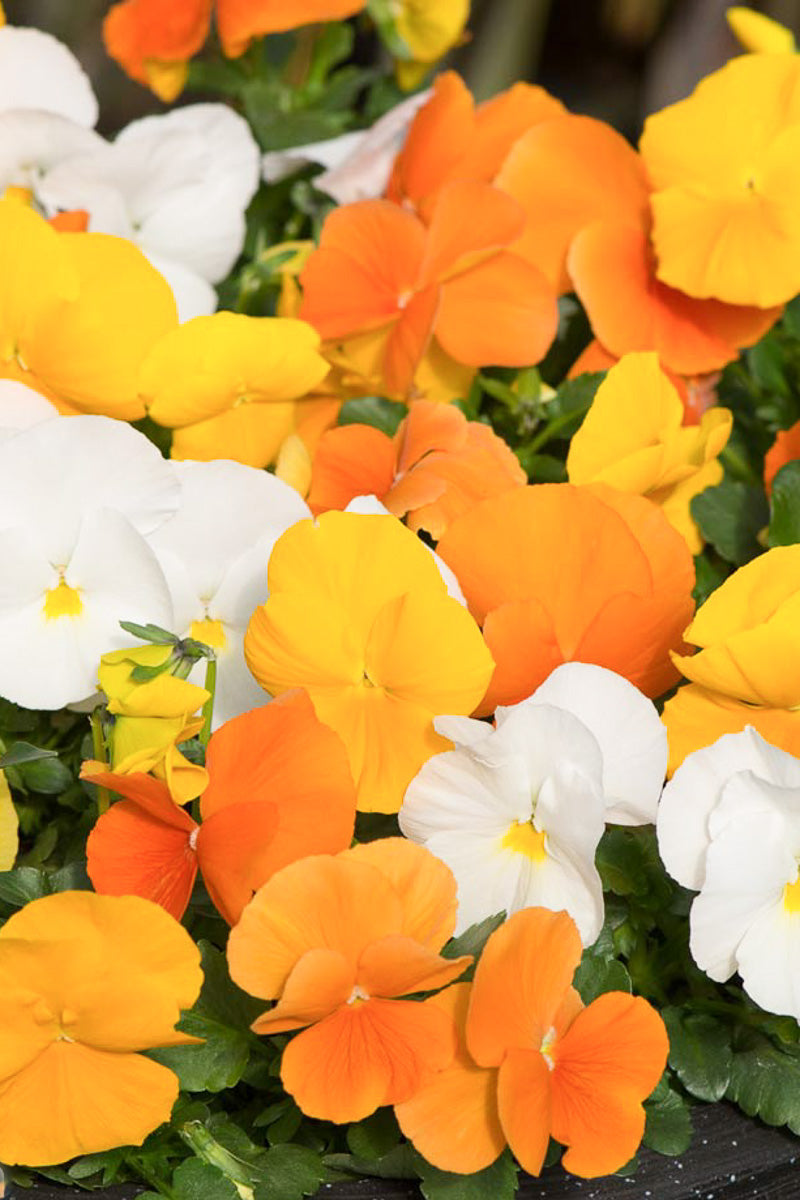 Pansy, Matrix Daffodil Mix
