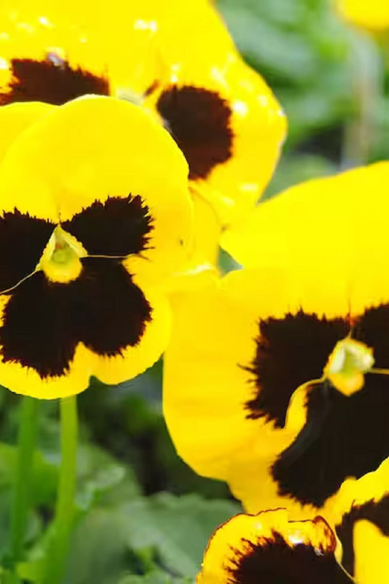 Pansy Matrix Yellow  Blotch