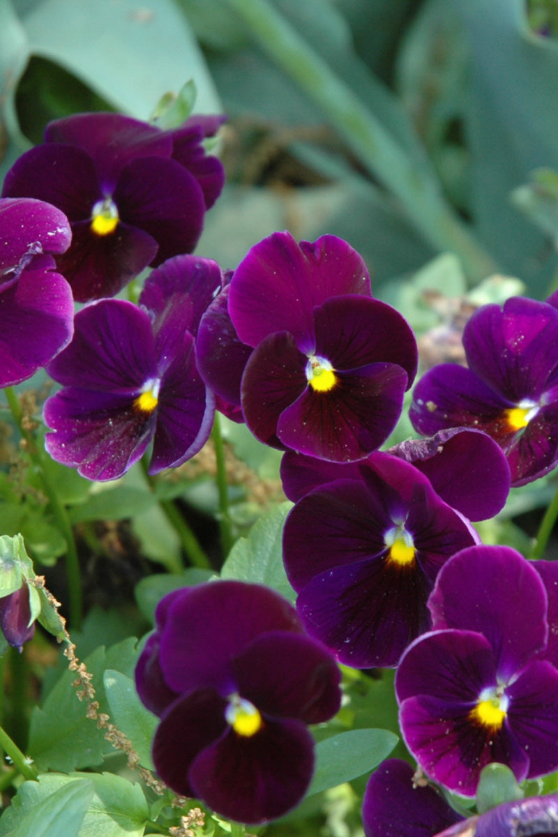 Pansy, Matrix Purple
