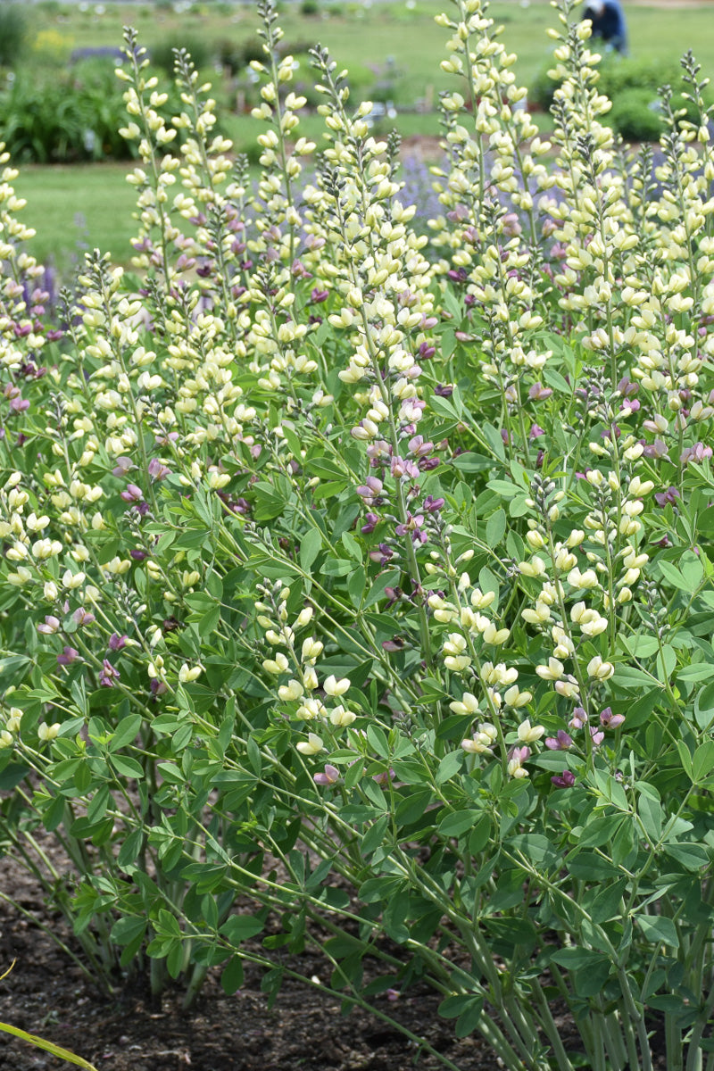 False Indigo, Pink Lemonade