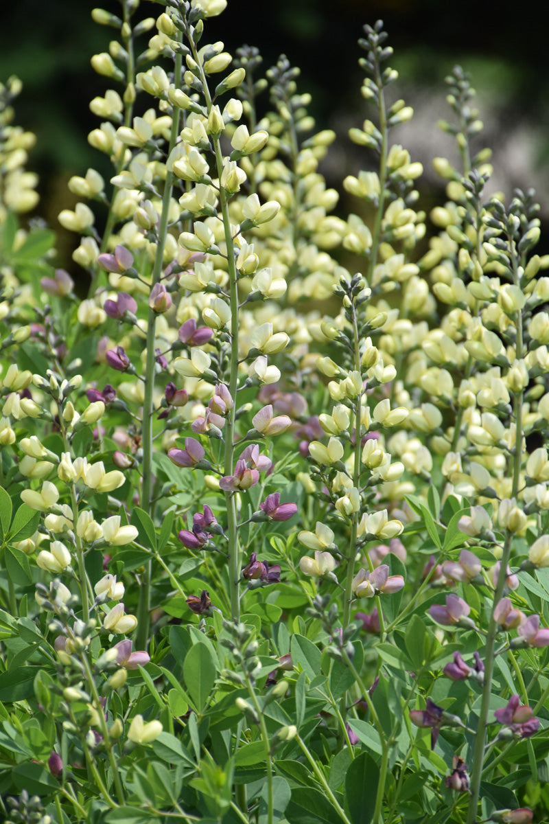 False Indigo, Pink Lemonade