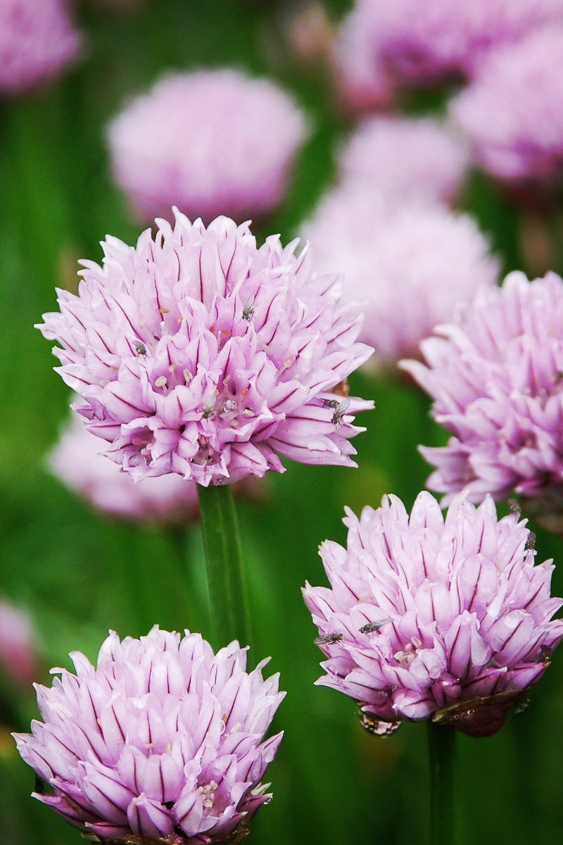 Allium, Chivette