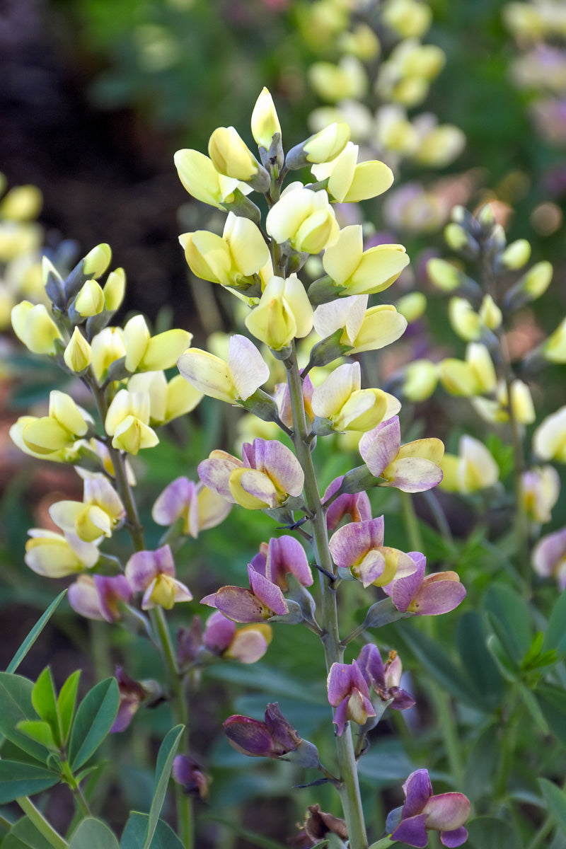 False Indigo, Pink Lemonade