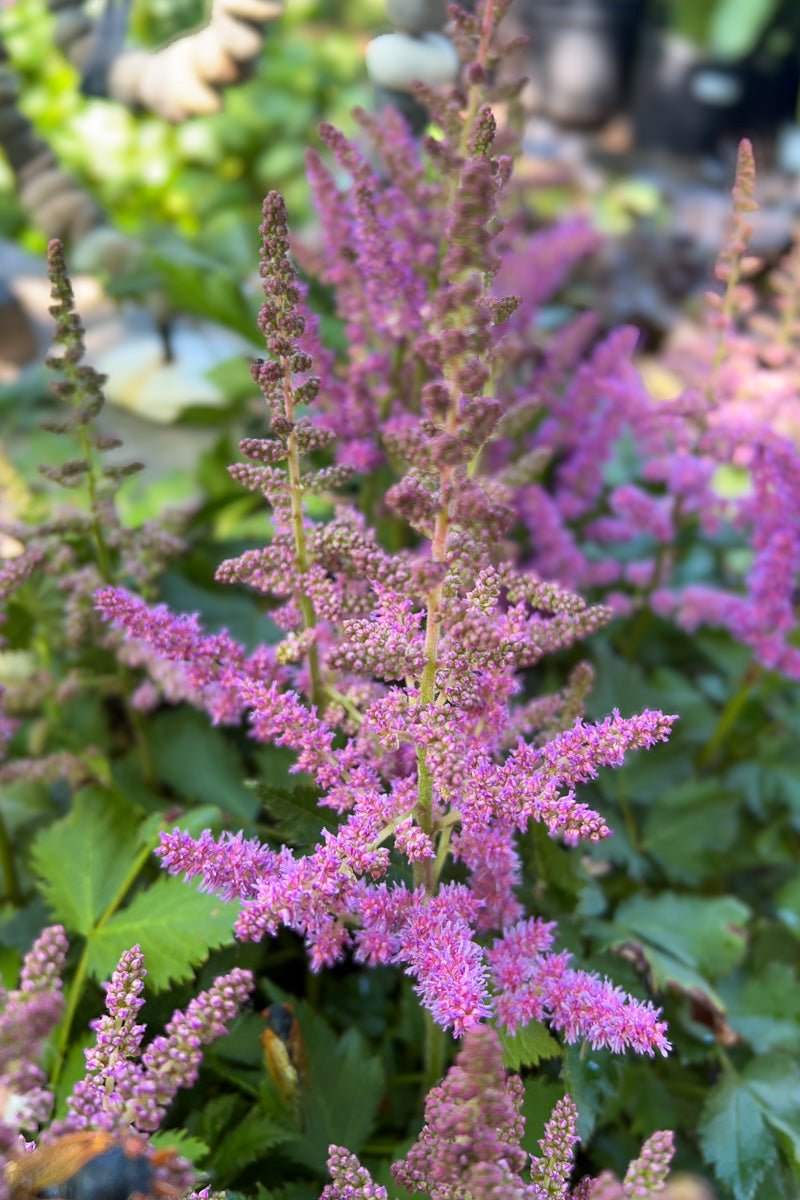 Astilbe, Visions in Purple