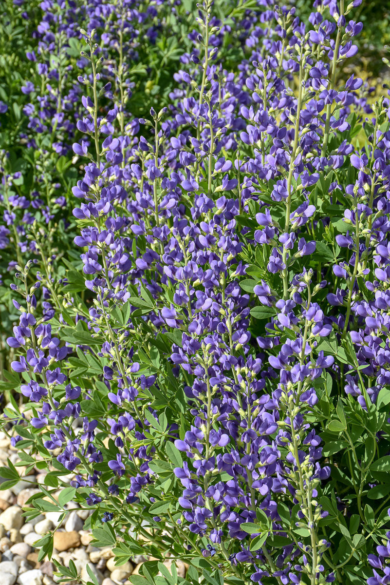 False Indigo