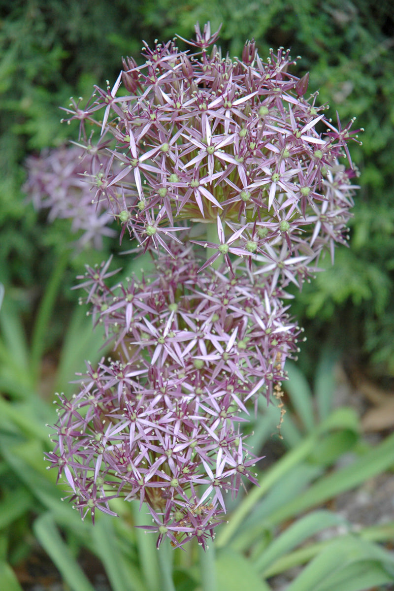 Allium, Morning Star