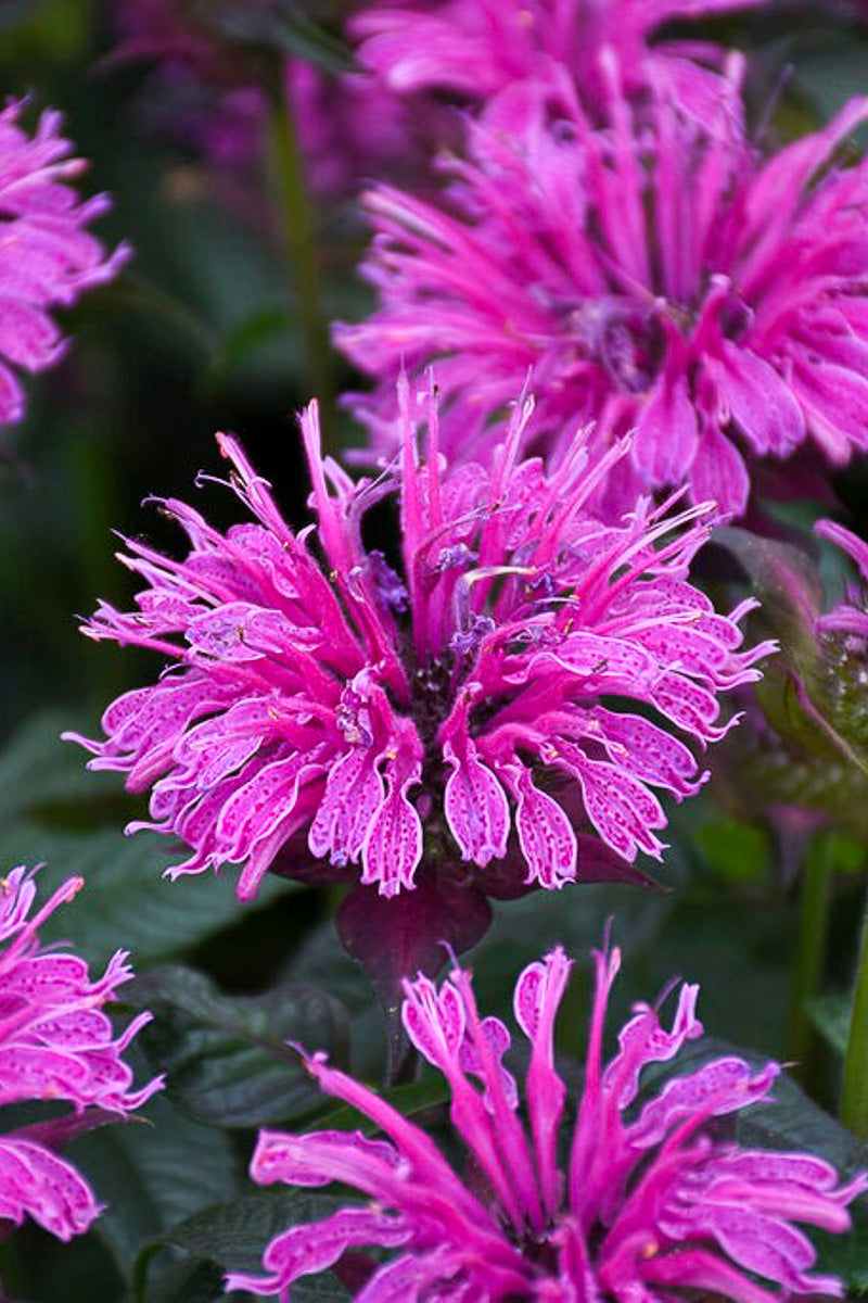 Bee Balm, Lav Taffeta