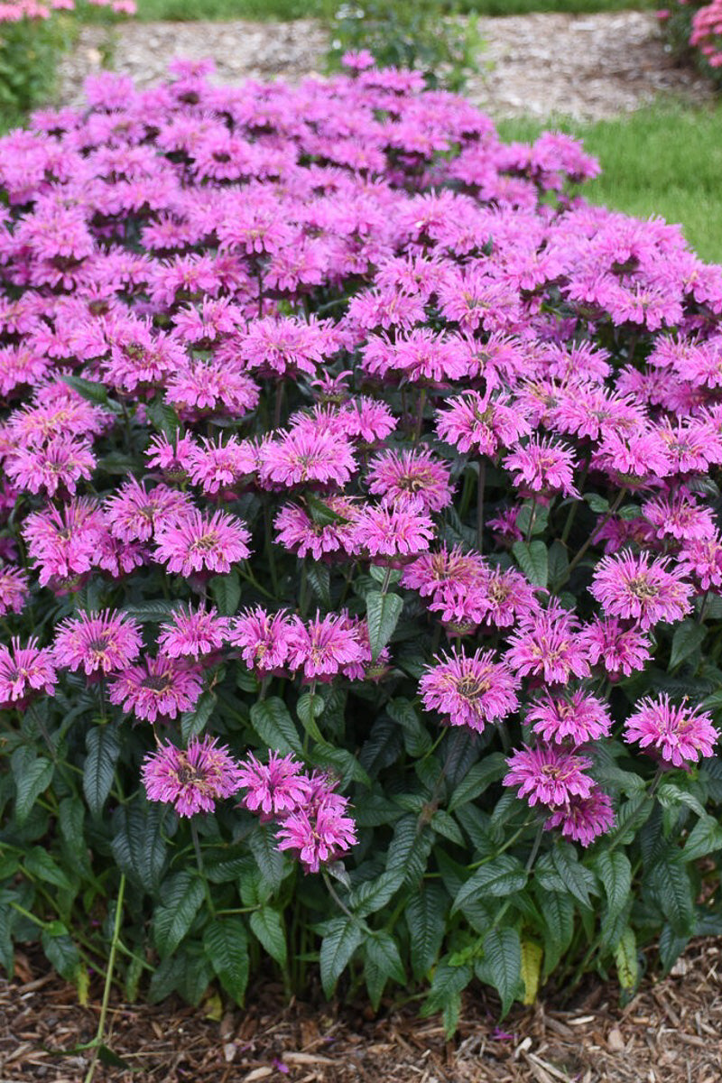 Bee Balm, Lav Taffeta