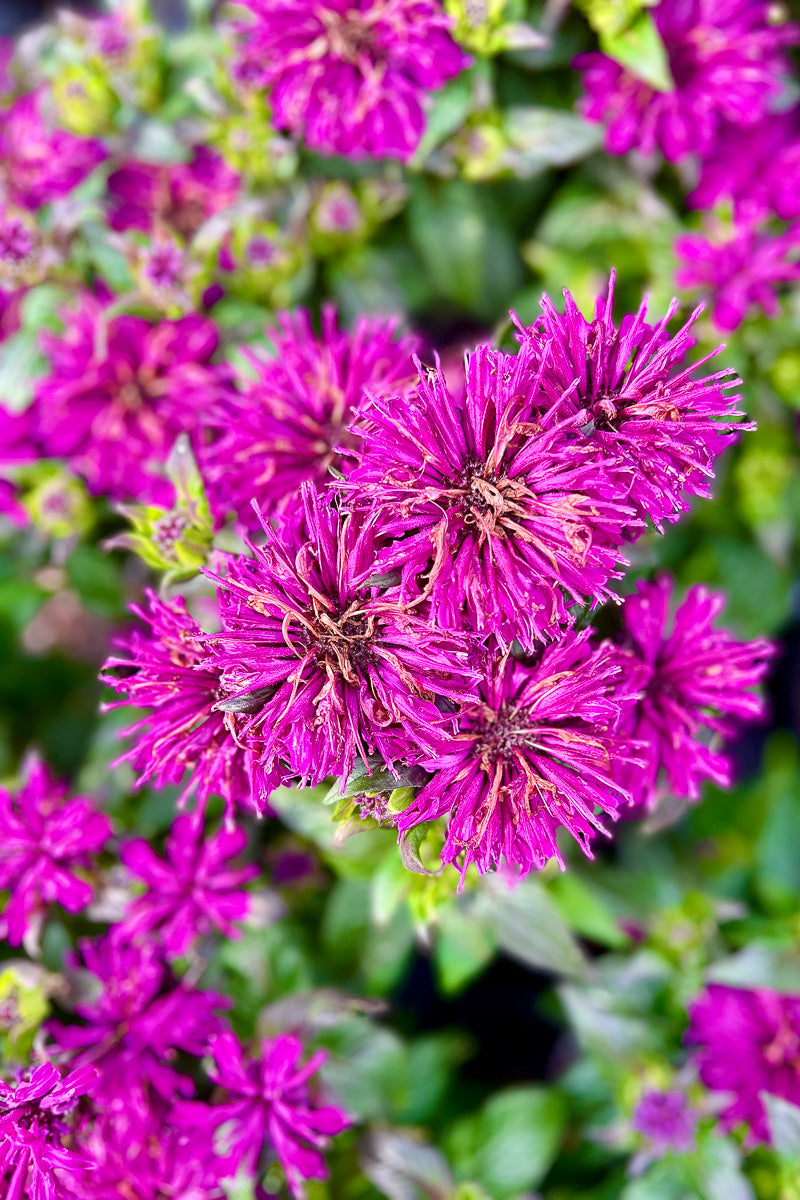 Bee Balm, Lav Taffeta