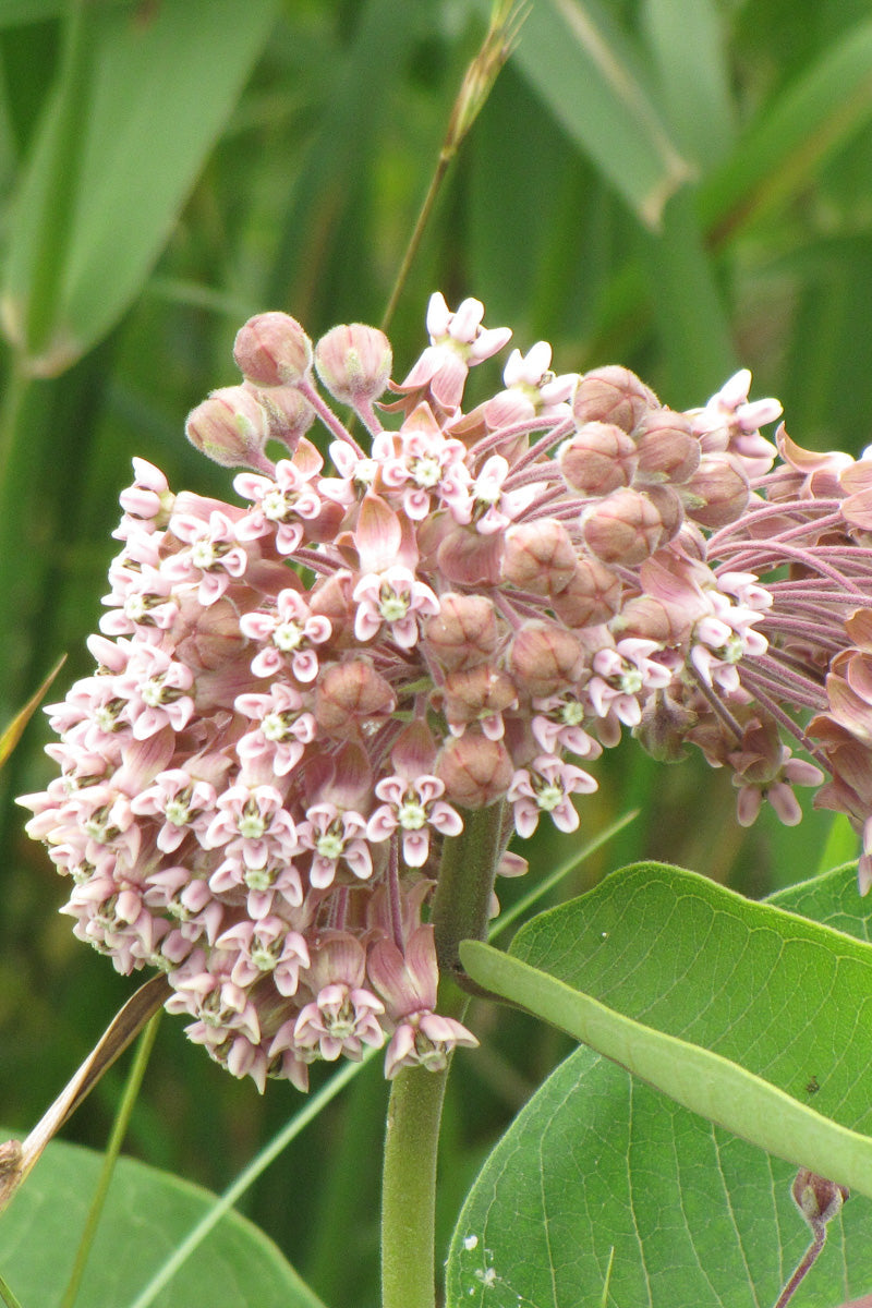 Milkweed, Common