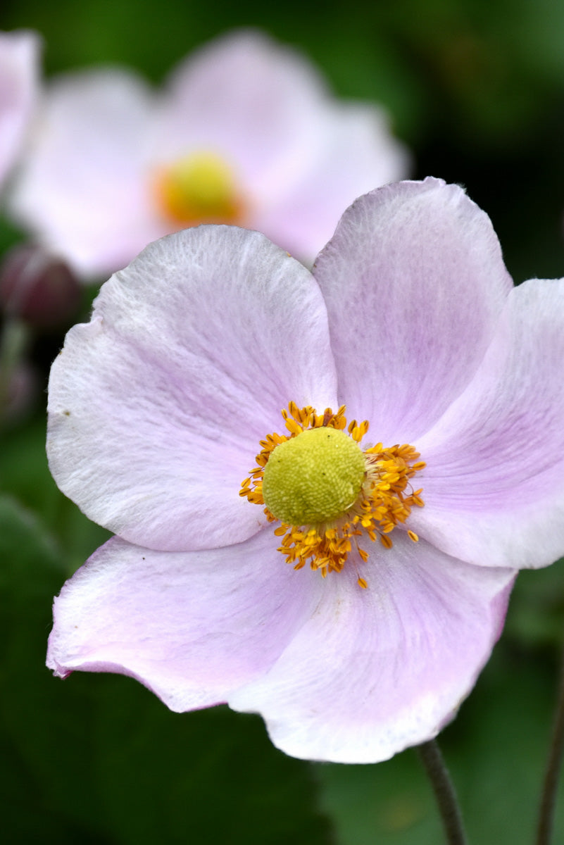 Anemone, September Charm